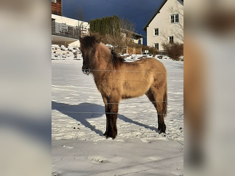 Caballos islandeses Semental 1 año 139 cm in Ulrichsberg