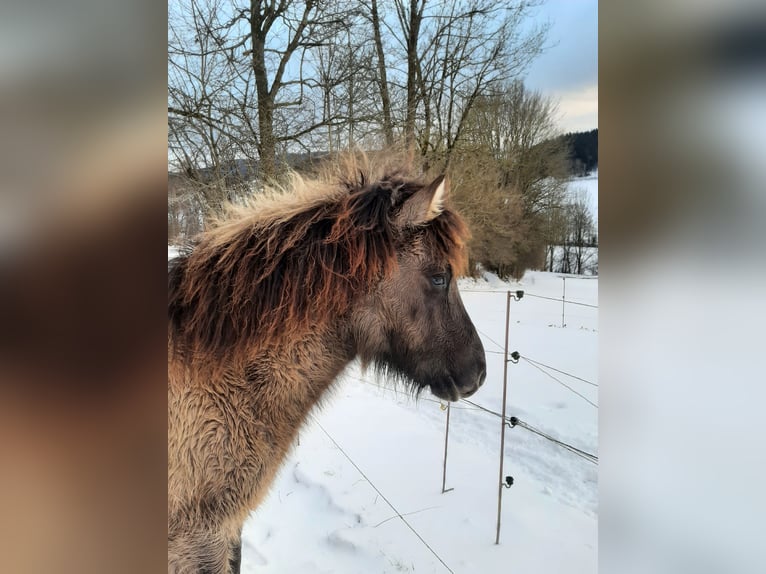 Caballos islandeses Semental 1 año 139 cm in Ulrichsberg