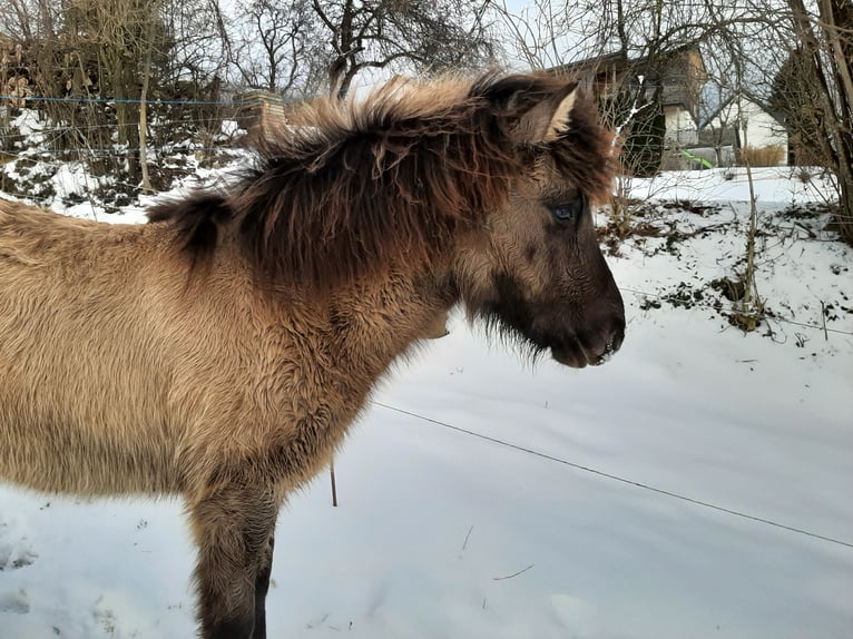 Caballos islandeses Semental 1 año 139 cm in Ulrichsberg