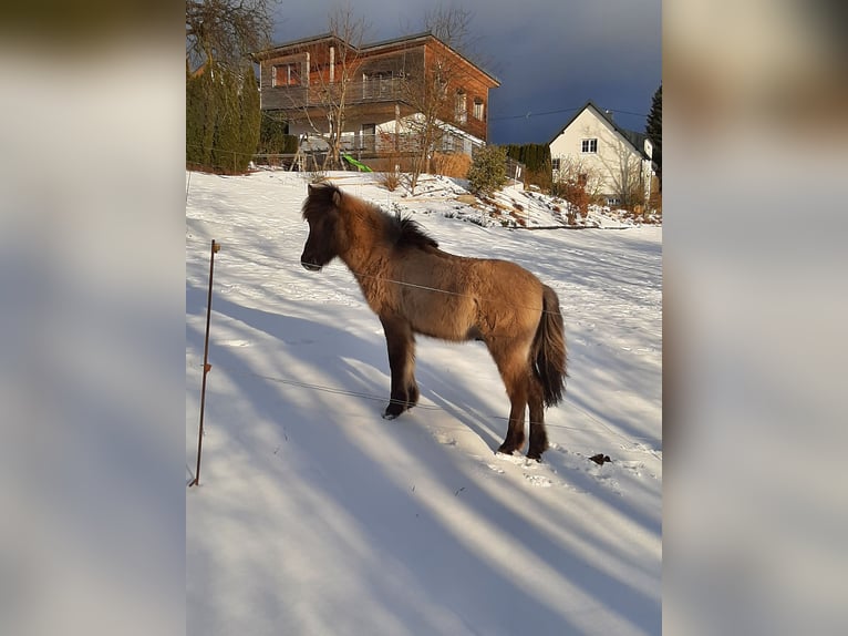 Caballos islandeses Semental 1 año 139 cm in Ulrichsberg