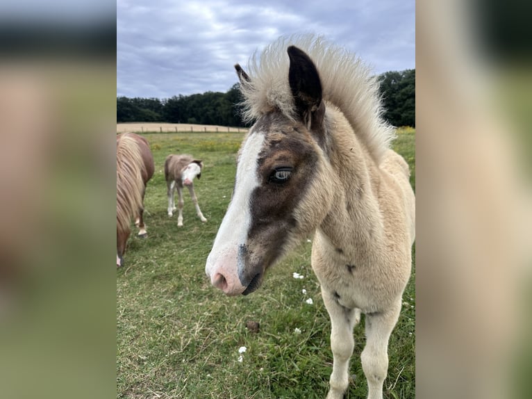 Caballos islandeses Semental 1 año 140 cm Alazán-tostado in Breitenfurt bei Wien