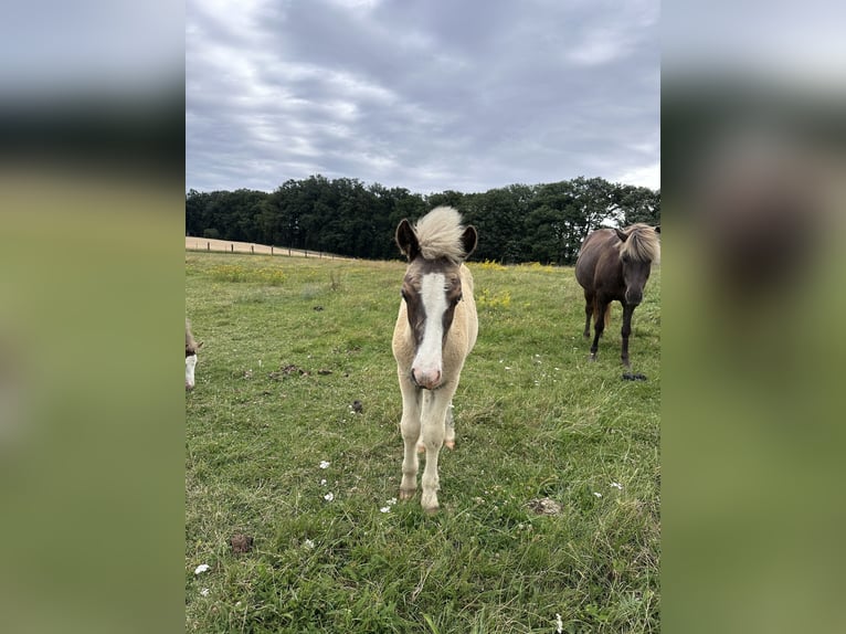 Caballos islandeses Semental 1 año 140 cm Alazán-tostado in Breitenfurt bei Wien