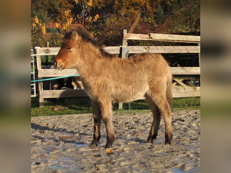 Caballos islandeses Semental 1 año 140 cm Bayo in Südlohn