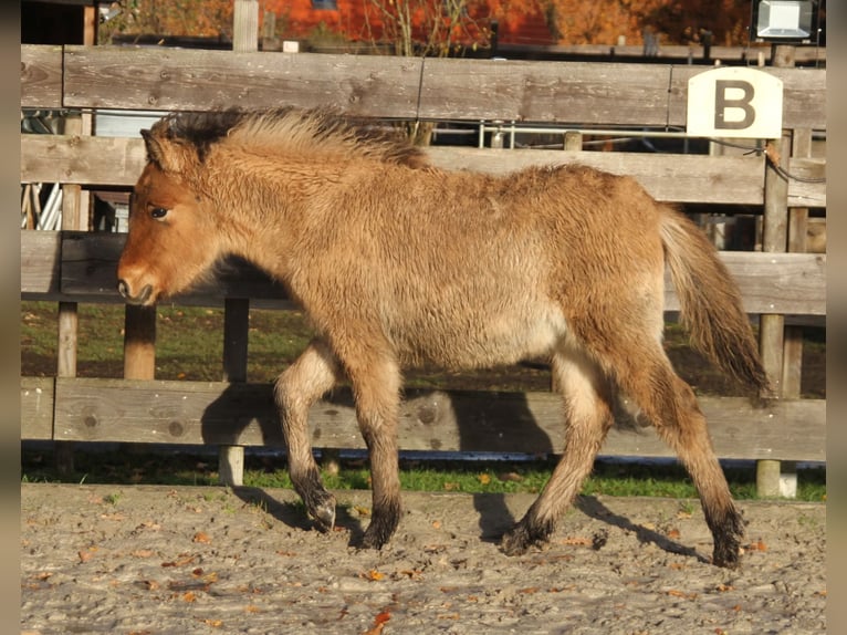 Caballos islandeses Semental 1 año 140 cm Bayo in Südlohn