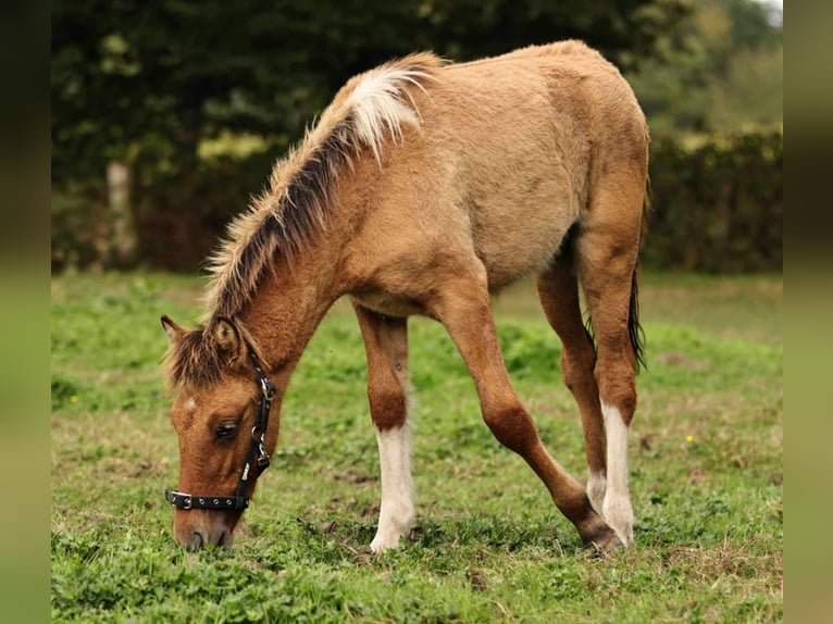 Caballos islandeses Semental 1 año 140 cm Bayo in Südlohn