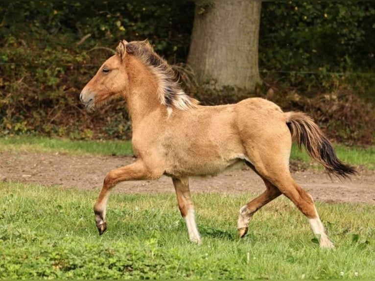 Caballos islandeses Semental 1 año 140 cm Bayo in Südlohn