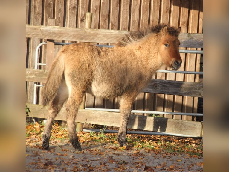 Caballos islandeses Semental 1 año 140 cm Bayo in Südlohn