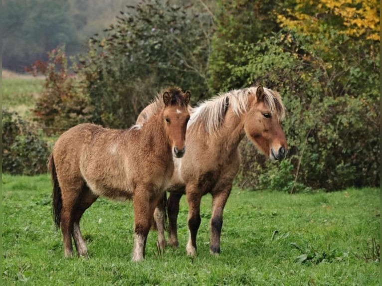 Caballos islandeses Semental 1 año 140 cm Bayo in Südlohn