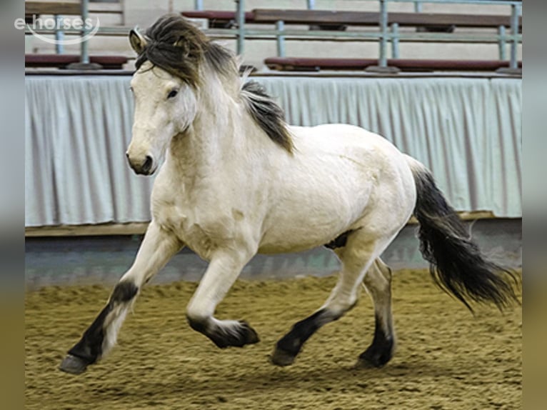 Caballos islandeses Semental 1 año 140 cm Castaño oscuro in Winterswijk Kotten
