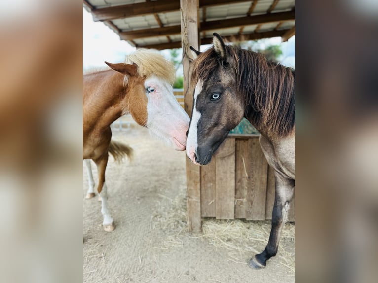 Caballos islandeses Semental 1 año 140 cm Grullo in Gallin