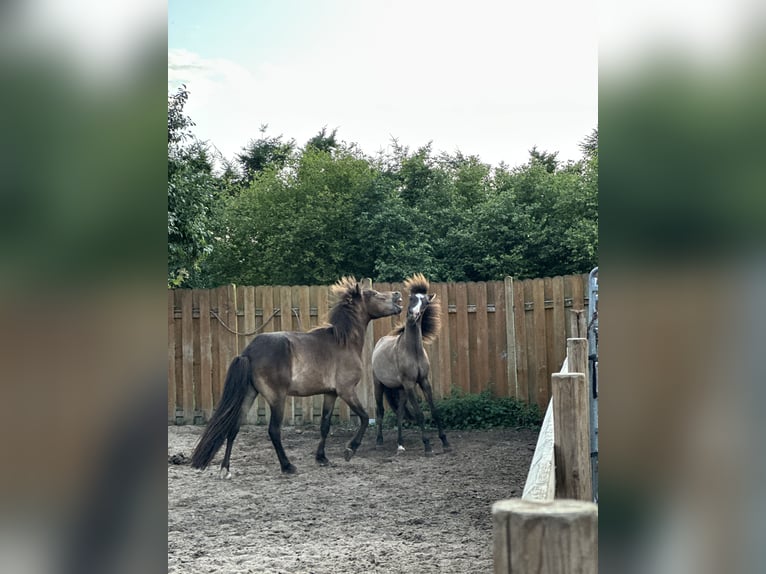 Caballos islandeses Semental 1 año 140 cm Grullo in Gallin