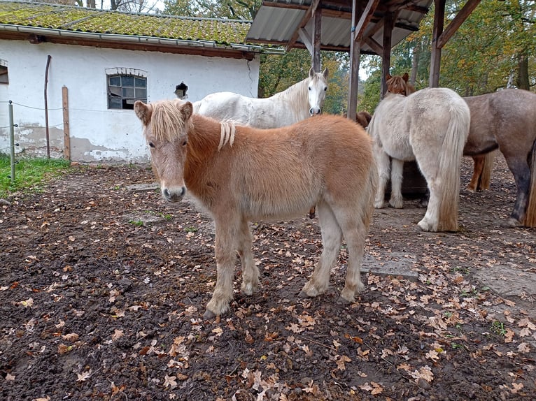 Caballos islandeses Semental 1 año 140 cm Musgo in Kirchlinteln