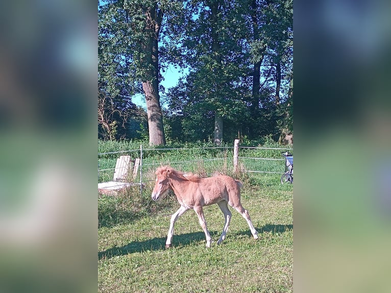 Caballos islandeses Semental 1 año 140 cm Musgo in Kirchlinteln