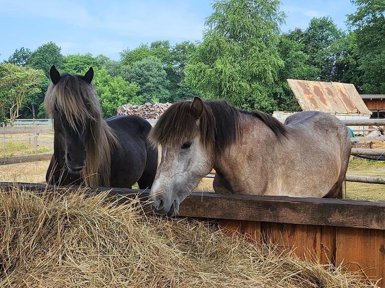 Caballos islandeses Semental 1 año 140 cm Musgo in Kirchlinteln