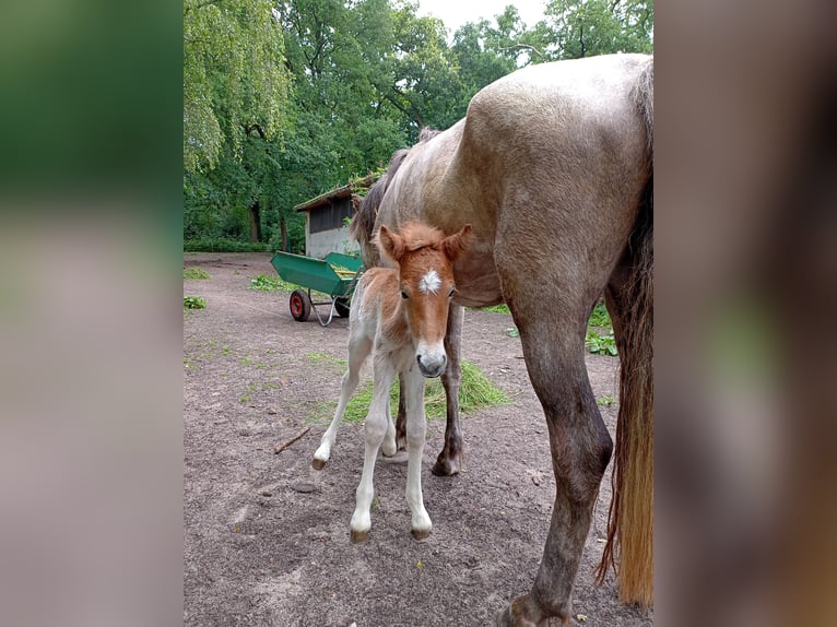 Caballos islandeses Semental 1 año 140 cm Musgo in Kirchlinteln