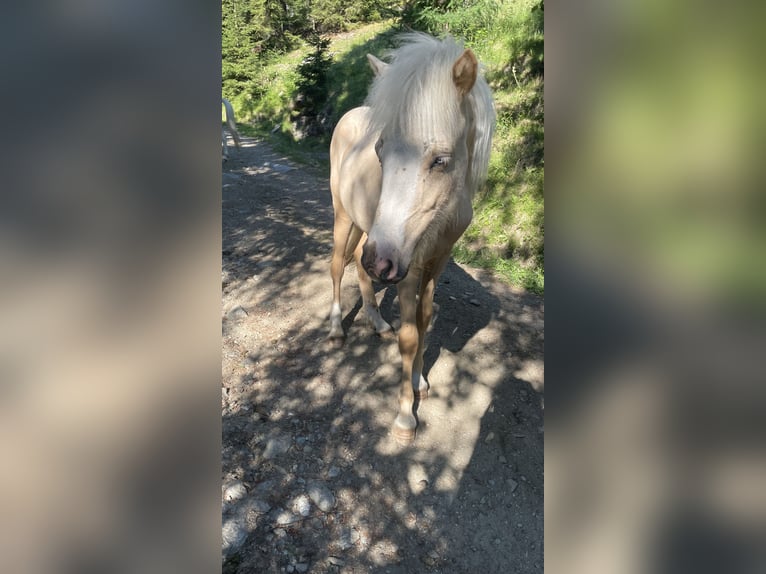 Caballos islandeses Semental 1 año 140 cm Palomino in Faistenau