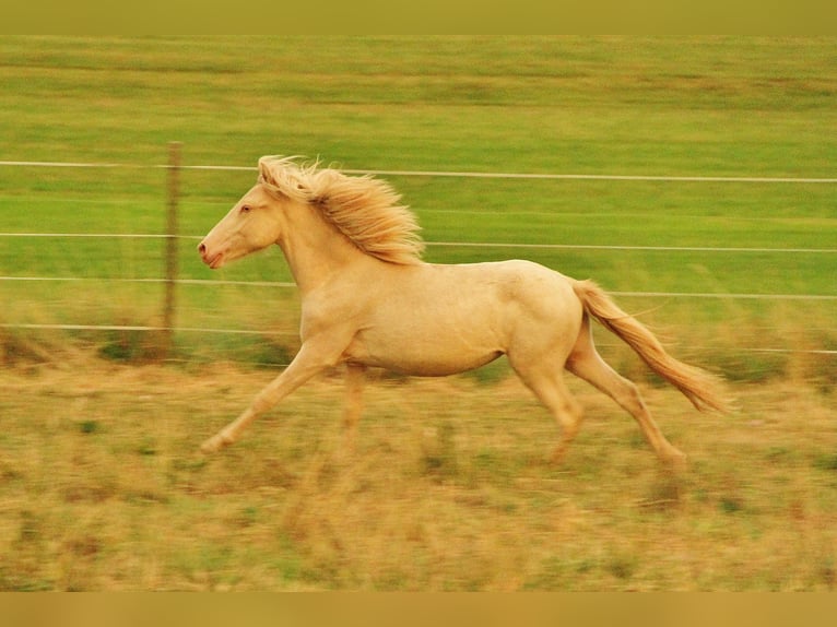 Caballos islandeses Semental 1 año 140 cm Perlino in Saarland