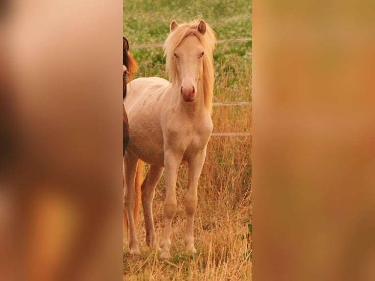 Caballos islandeses Semental 1 año 140 cm Perlino in Saarland