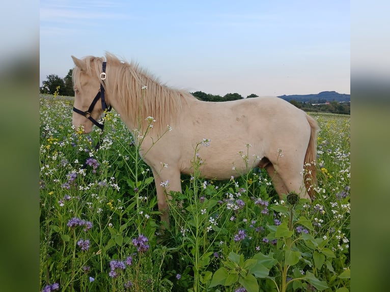 Caballos islandeses Semental 1 año 140 cm Perlino in Saarland