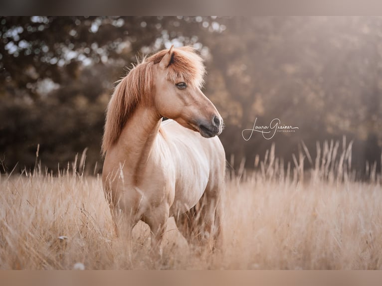 Caballos islandeses Semental 1 año 140 cm Pío in Freren