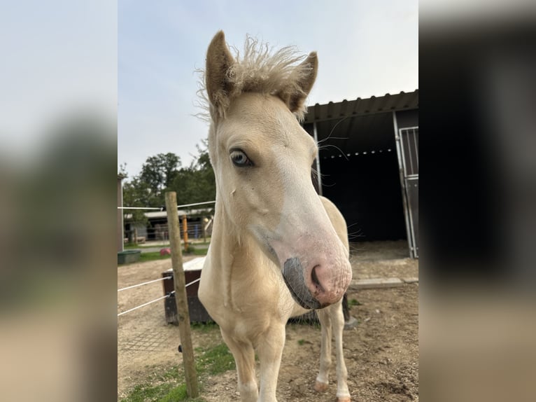 Caballos islandeses Semental 1 año 140 cm Pío in Freren