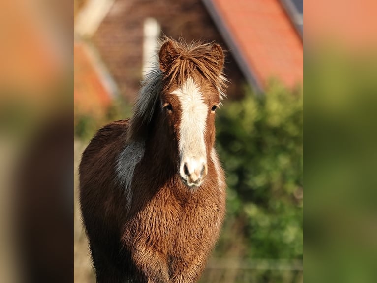 Caballos islandeses Semental 1 año 140 cm Pío in Südlohn