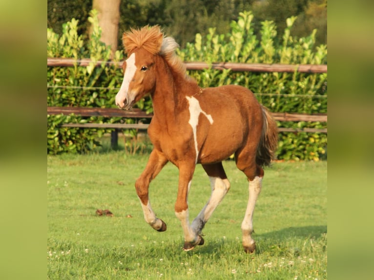 Caballos islandeses Semental 1 año 140 cm Pío in Südlohn