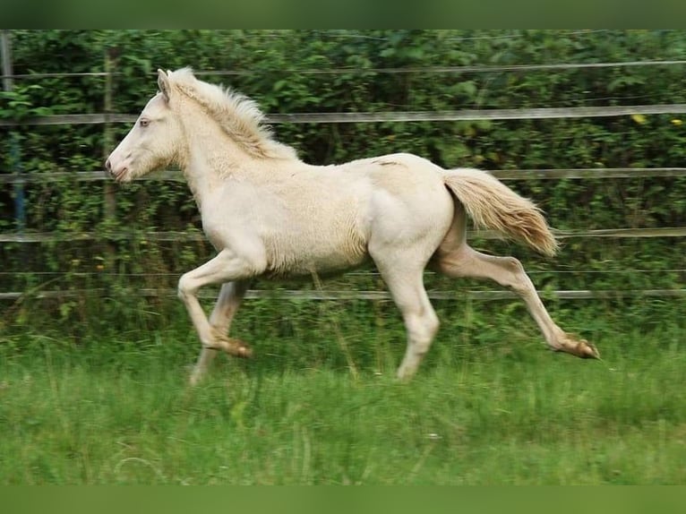 Caballos islandeses Semental 1 año 142 cm Perlino in Saarland