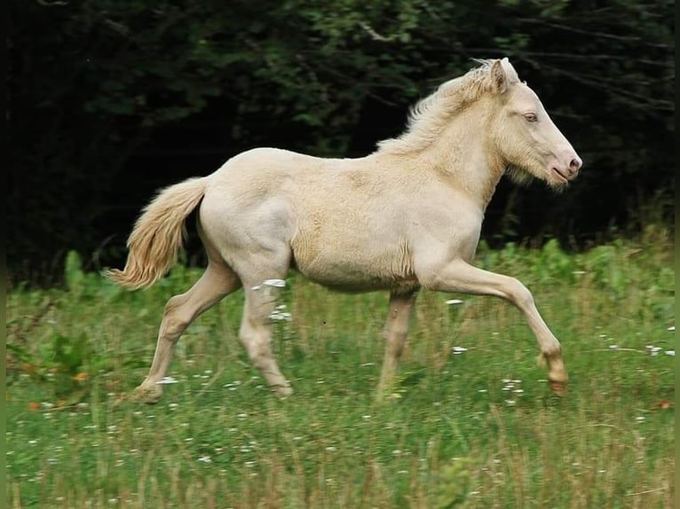 Caballos islandeses Semental 1 año 142 cm Perlino in Saarland