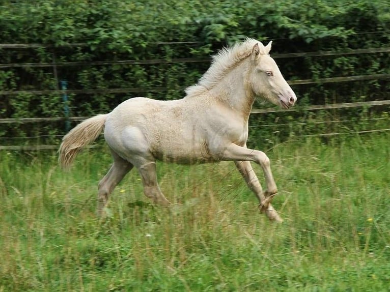 Caballos islandeses Semental 1 año 142 cm Perlino in Saarland