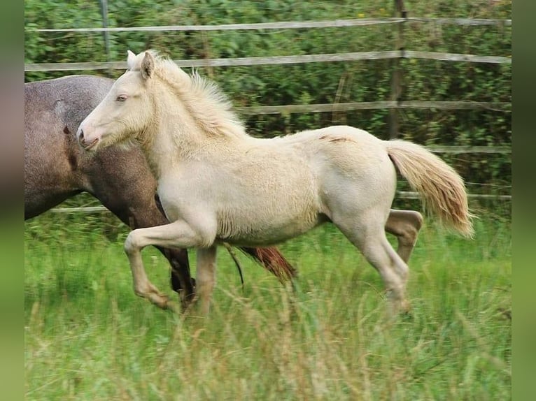 Caballos islandeses Semental 1 año 142 cm Perlino in Saarland