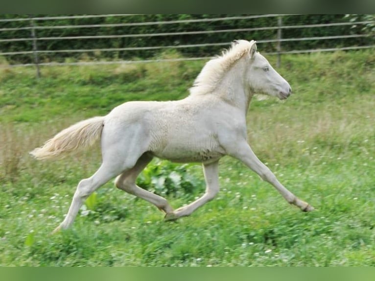 Caballos islandeses Semental 1 año 142 cm Perlino in Saarland