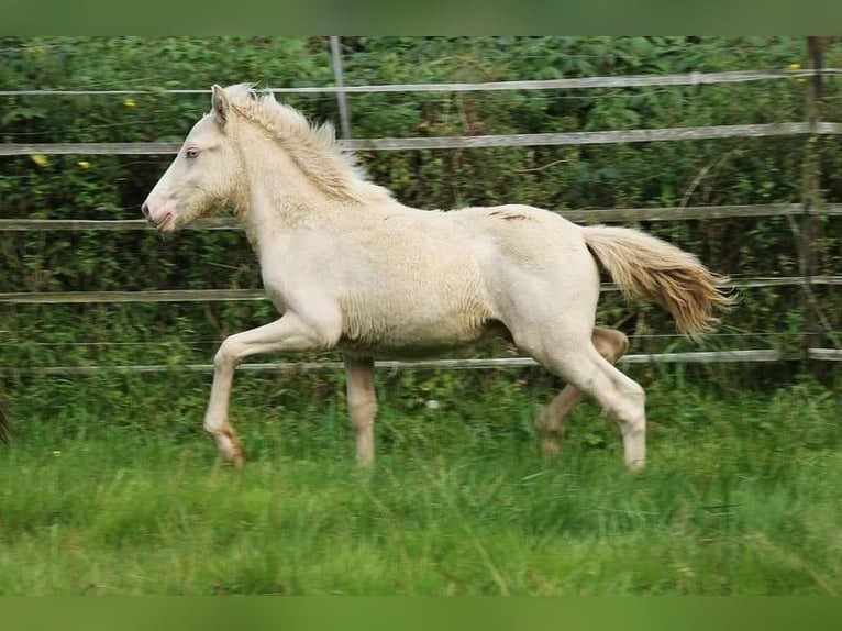 Caballos islandeses Semental 1 año 142 cm Perlino in Saarland