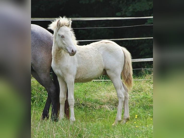 Caballos islandeses Semental 1 año 142 cm Perlino in Saarland