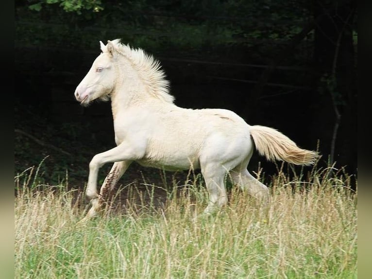 Caballos islandeses Semental 1 año 142 cm Perlino in Saarland