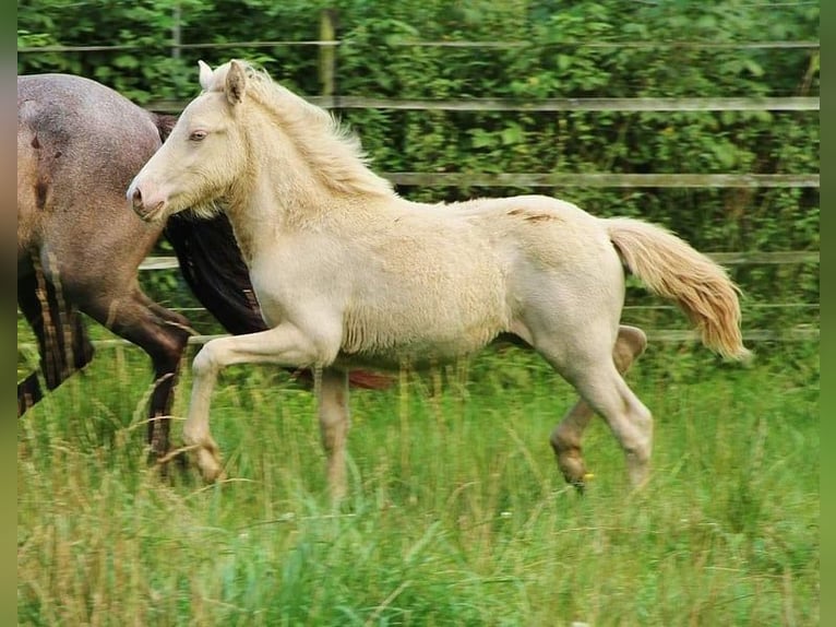 Caballos islandeses Semental 1 año 142 cm Perlino in Saarland