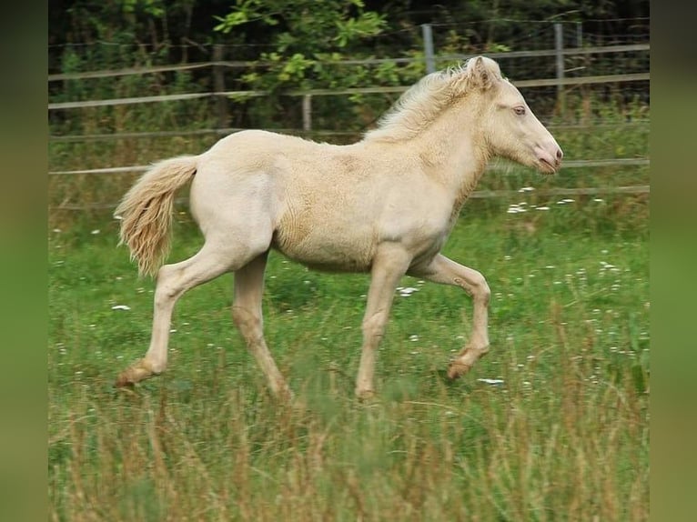 Caballos islandeses Semental 1 año 142 cm Perlino in Saarland