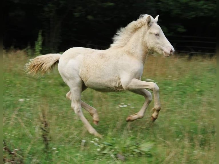 Caballos islandeses Semental 1 año 142 cm Perlino in Saarland