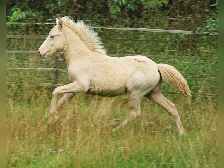 Caballos islandeses Semental 1 año 142 cm Perlino in Saarland