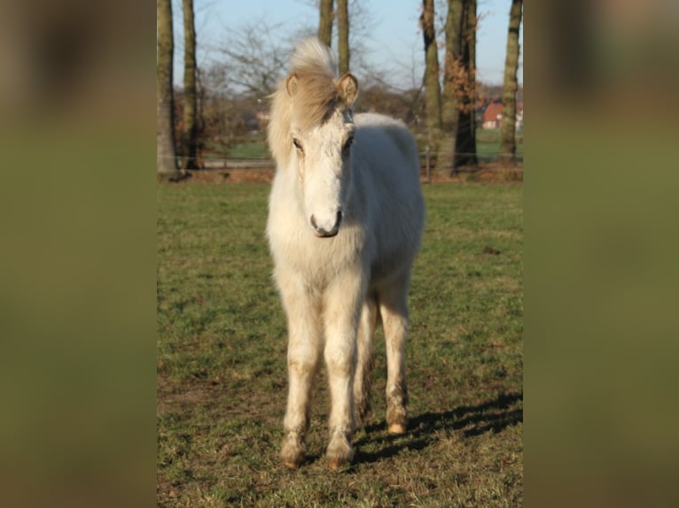Caballos islandeses Semental 1 año 142 cm in Südlohn