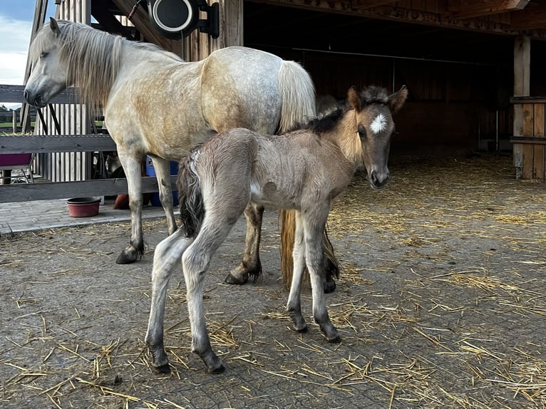 Caballos islandeses Semental 1 año 143 cm Bayo in Kirchbichl