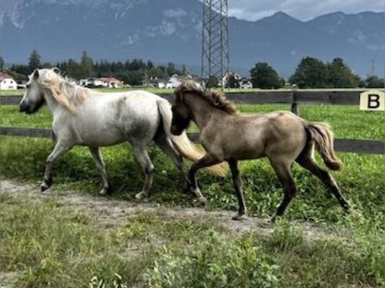 Caballos islandeses Semental 1 año 143 cm Bayo in Kirchbichl