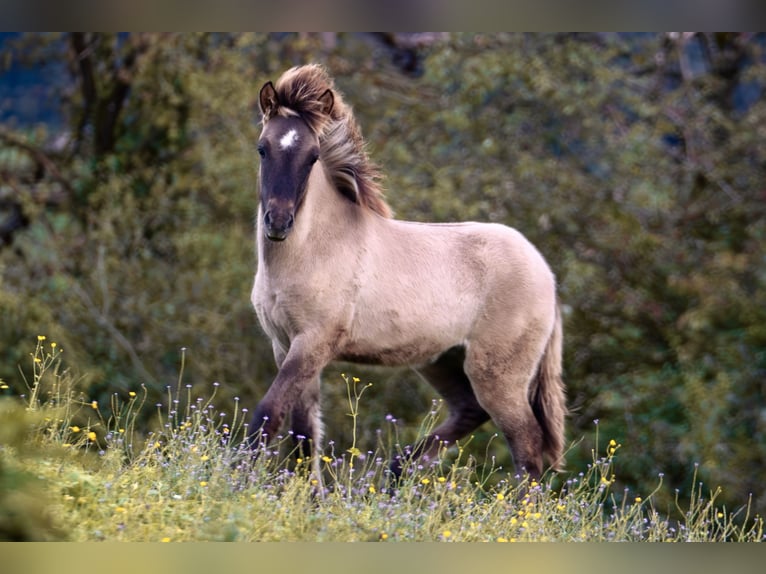 Caballos islandeses Semental 1 año 143 cm Bayo in Kirchbichl