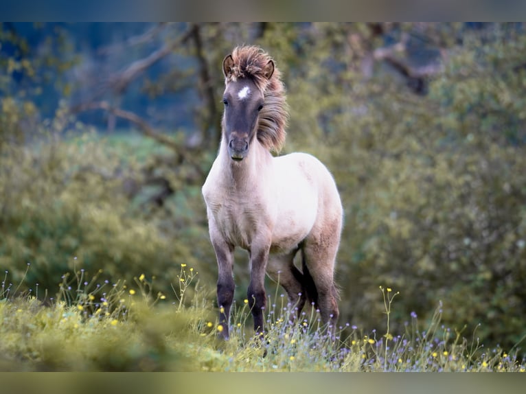 Caballos islandeses Semental 1 año 143 cm Bayo in Kirchbichl