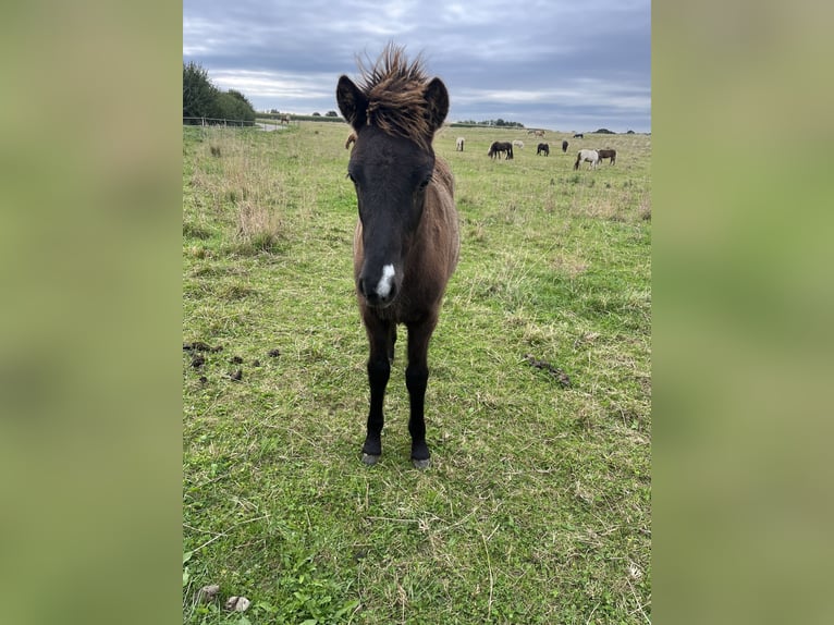 Caballos islandeses Semental 1 año 143 cm Negro in Hohenfelde