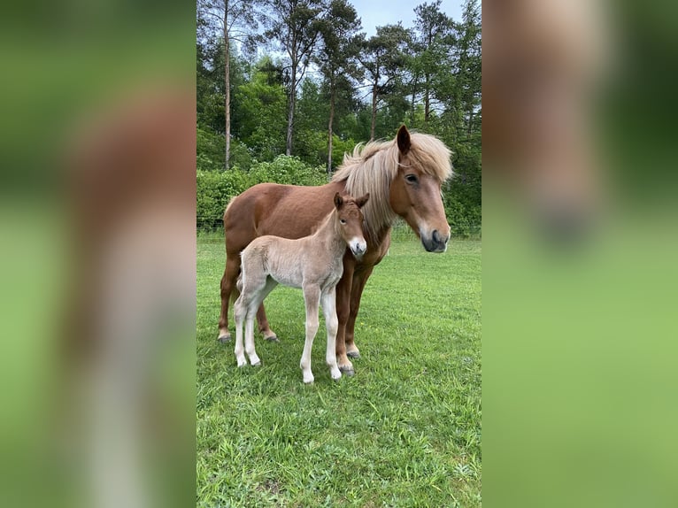 Caballos islandeses Semental 1 año 143 cm Red Dun/Cervuno in Skanderborg