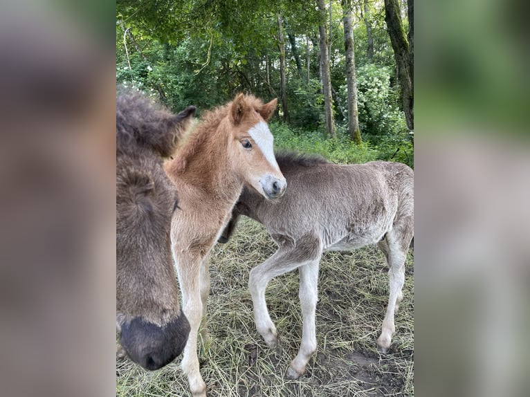 Caballos islandeses Semental 1 año 145 cm Alazán in Abtsgmünd