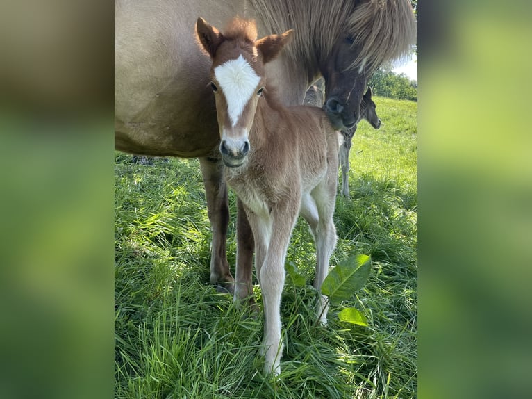 Caballos islandeses Semental 1 año 145 cm Alazán in Abtsgmünd