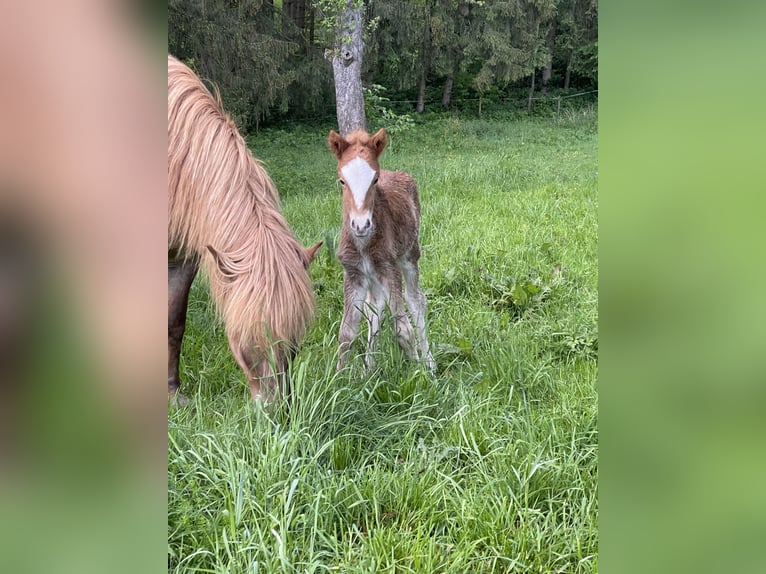 Caballos islandeses Semental 1 año 145 cm Alazán in Abtsgmünd