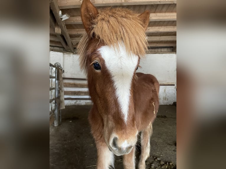 Caballos islandeses Semental 1 año 145 cm Alazán in Abtsgmünd